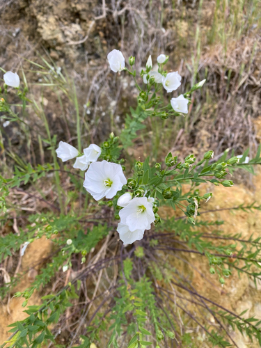 Linum monogynum observed 2026-10-27
