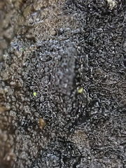 Diatrype disciformis