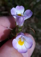 Euphrasia collina diversicolor
