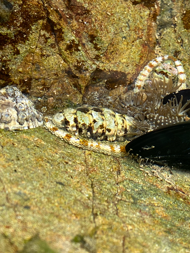 Chiton observed 2026-10-27