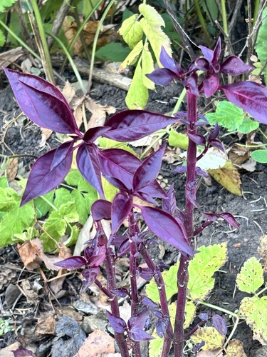 Ocimum basilicum observed 2026-10-27