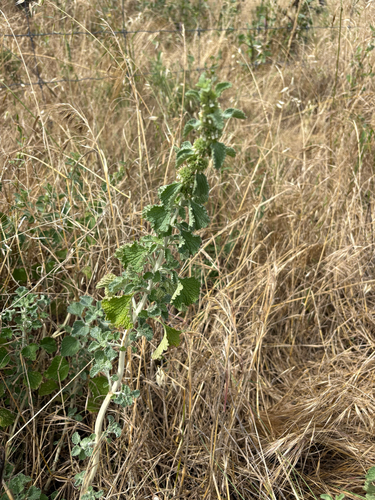 Marrubium vulgare observed 2026-10-27