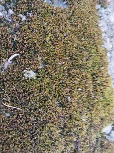 Grimmia observed 2026-10-27