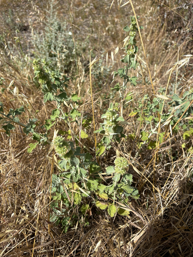 Marrubium vulgare observed 2026-10-27