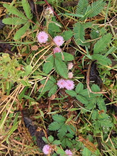 Mimosa pudica observed 2026-10-27