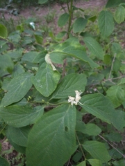 Lonicera xylosteum