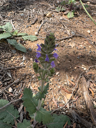 Verbenaceae observed 2026-10-27