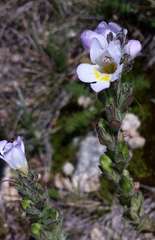 Euphrasia collina diversicolor