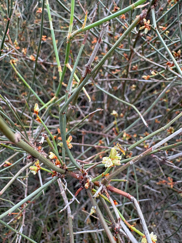 Muehlenbeckia observed 2026-10-27