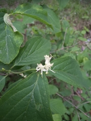 Lonicera xylosteum