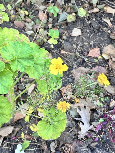 Tagetes erecta observed 2026-10-27
