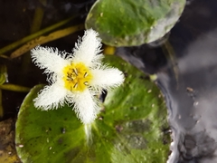 Nymphoides indica