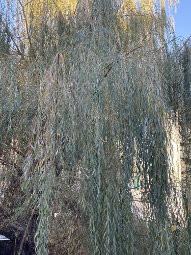 Salix babylonica observed 2026-10-27