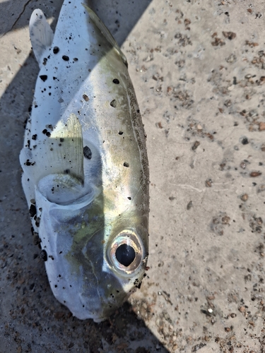 Lagocephalus lunaris observed 2026-10-27