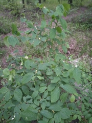 Lonicera xylosteum