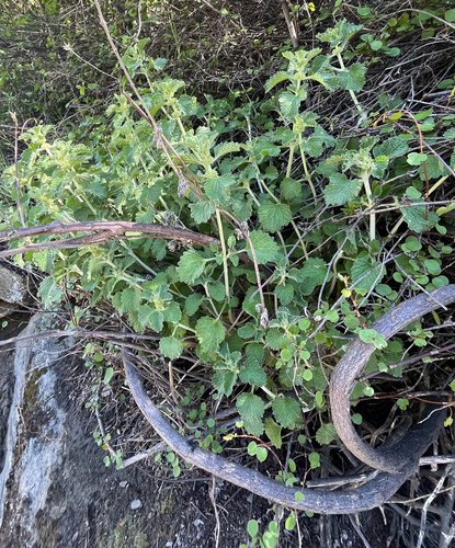 Marrubium vulgare observed 2026-10-27