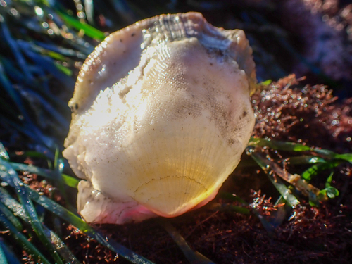 Crassadoma gigantea observed 2026-10-26