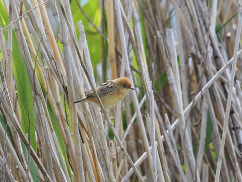 Cisticola exilis observed 2026-10-27