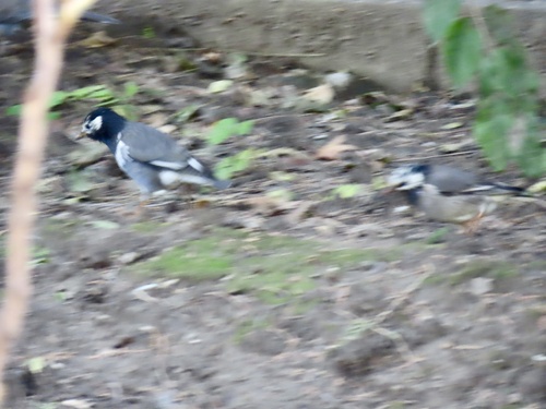 Spodiopsar cineraceus observed 2026-10-27