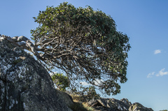 Eucalyptus pauciflora debeuzevillei