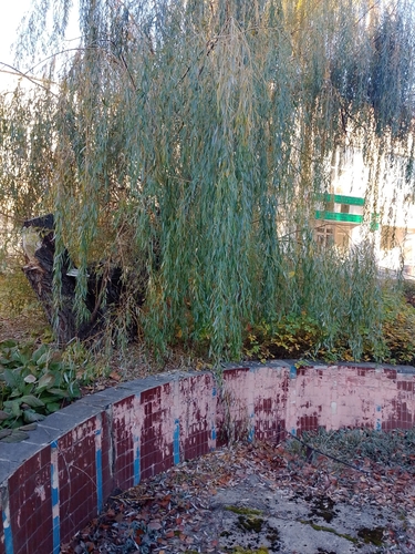 Salix babylonica observed 2026-10-27