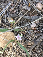 Claytonia
