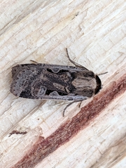 Parabagrotis formalis