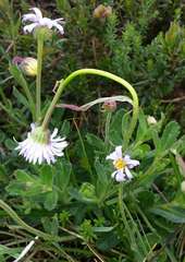 Brachyscome spathulata spathulata