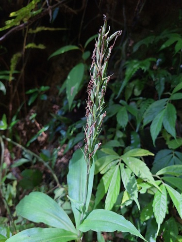 Habenaria observed 2026-10-26