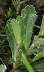 Brachyscome spathulata spathulata