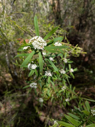 Platysace lanceolata observed 2026-10-27
