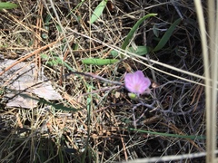Claytonia