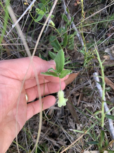 Billardiera scandens observed 2026-10-27