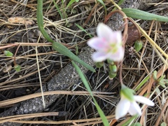Claytonia