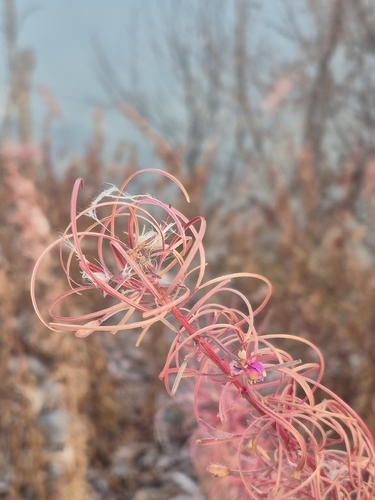 Chamaenerion angustifolium observed 2026-10-25