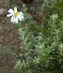 Olearia brevipedunculata