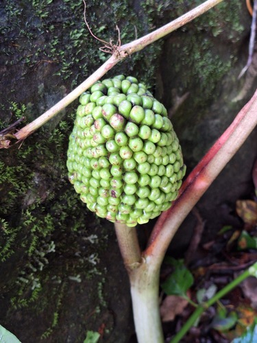 Arisaema observed 2026-10-26