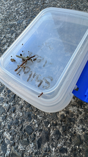 Tetramorium bicarinatum observed 2026-10-27