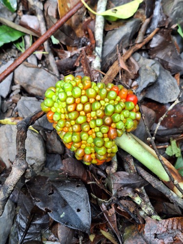 Arisaema observed 2026-10-26