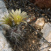 Davis' Hedgehog Cactus - Photo (c) Ad Konings, some rights reserved (CC BY-NC), uploaded by Ad Konings