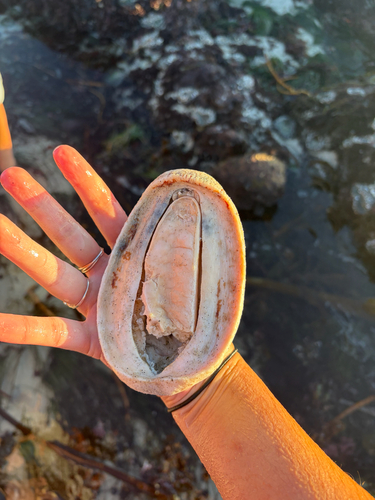 Cryptochiton stelleri observed 2026-10-26