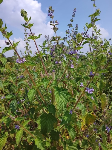 Mesosphaerum suaveolens observed 2026-10-25