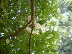 Phalaenopsis amabilis