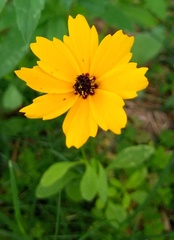 Coreopsis basalis