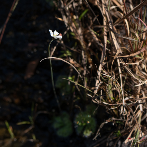 Drosera burmannii observed 2026-10-25