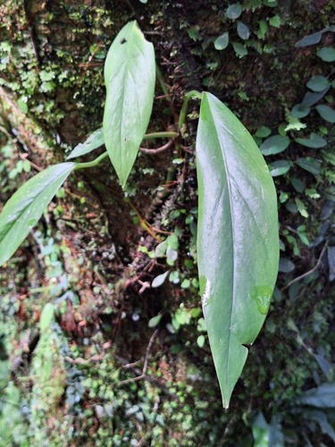 Epipremnum pinnatum observed 2026-10-26