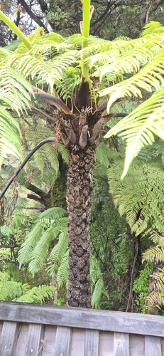 Sphaeropteris medullaris observed 2026-10-26