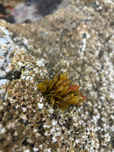 Pelvetiopsis limitata observed 2026-10-25