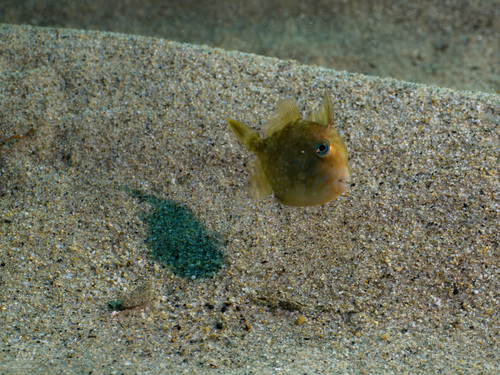 Balistes polylepis observed 2026-10-26