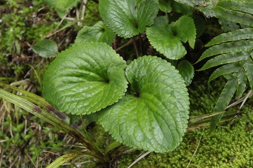 Ourisia macrophylla observed 2026-10-26